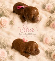 Star, a female Miniature Goldendoodle for sale in Huntsville, AL – 2 of 4