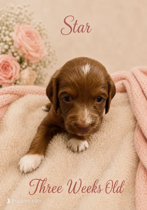 Star – Miniature Goldendoodle puppy for sale in Huntsville, AL