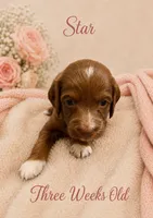 Star, a female Miniature Goldendoodle for sale in Huntsville, AL – 1 of 4