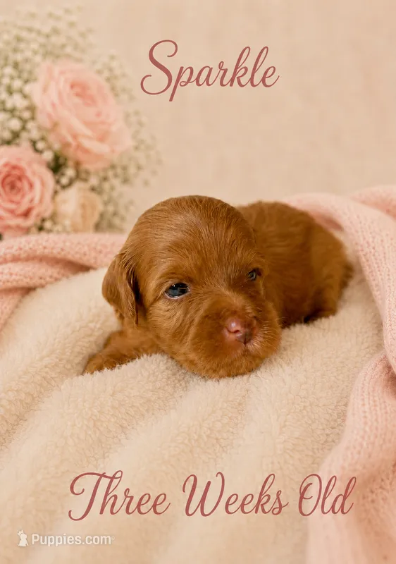 Sparkle – Miniature Goldendoodle puppy for sale in Huntsville, AL