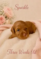 Sparkle, a female Miniature Goldendoodle for sale in Huntsville, AL – 1 of 4