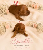 Sparkle, a female Miniature Goldendoodle for sale in Huntsville, AL – 4 of 4