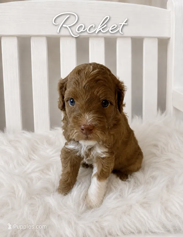 Rocket – Miniature Goldendoodle puppy for sale in Huntsville, AL