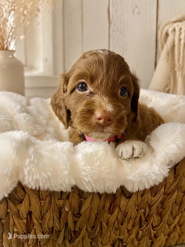 Star – Miniature Goldendoodle puppy for sale in Huntsville, AL
