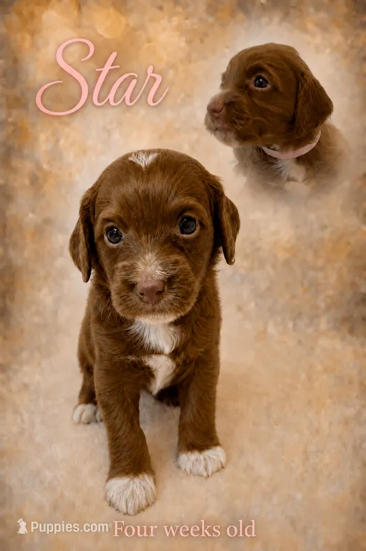 Star – Miniature Goldendoodle puppy for sale in Huntsville, AL