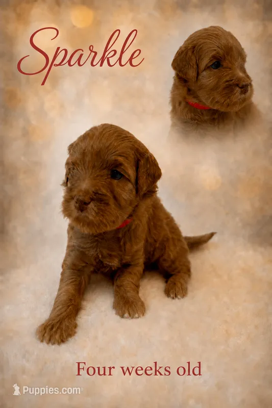 Sparkle – Miniature Goldendoodle puppy for sale in Huntsville, AL