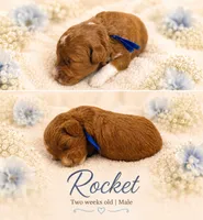 Rocket, a male Miniature Goldendoodle for sale in Huntsville, AL – 3 of 4
