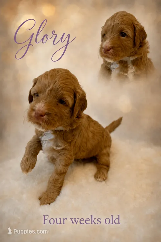 Glory – Miniature Goldendoodle puppy for sale in Huntsville, AL