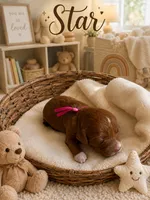 Star, a female Miniature Goldendoodle for sale in Huntsville, AL – 3 of 4