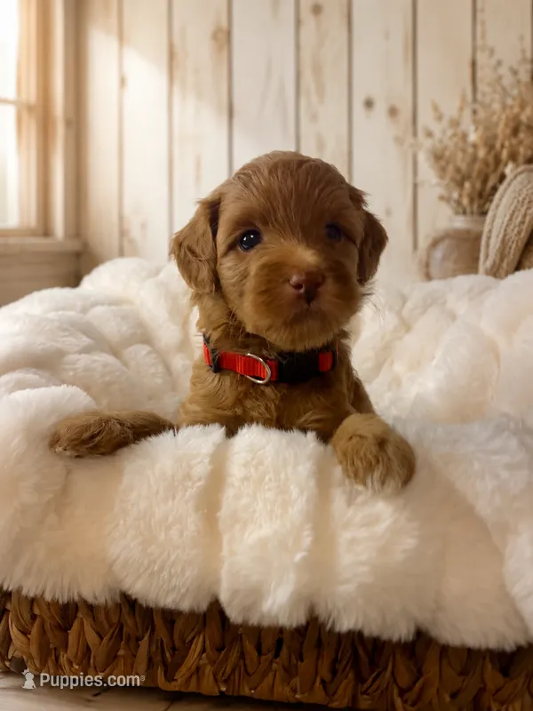 Sparkle – Miniature Goldendoodle puppy for sale in Huntsville, AL