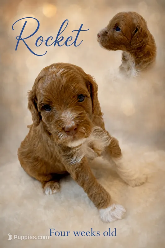Rocket – Miniature Goldendoodle puppy for sale in Huntsville, AL