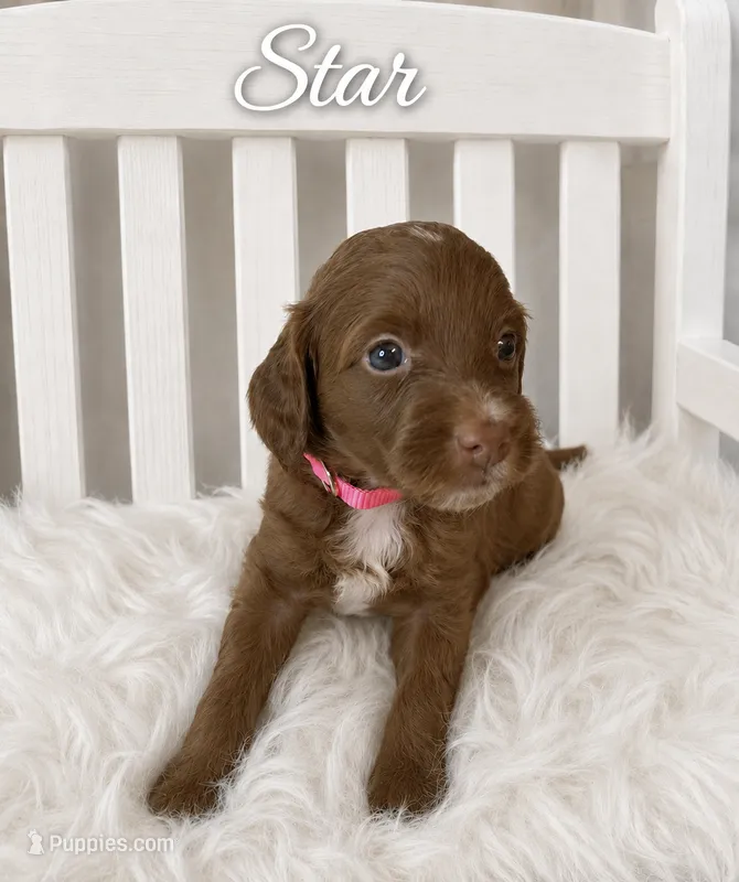 Star – Miniature Goldendoodle puppy for sale in Huntsville, AL