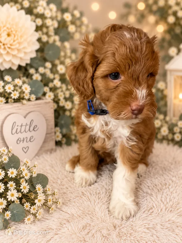 Rocket – Miniature Goldendoodle puppy for sale in Huntsville, AL