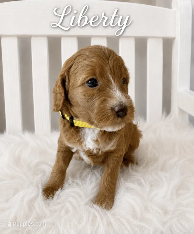 Liberty – Miniature Goldendoodle puppy for sale in Huntsville, AL
