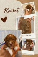 Rocket, a male Miniature Goldendoodle for sale in Huntsville, AL – 4 of 4