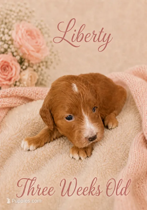 Liberty – Miniature Goldendoodle puppy for sale in Huntsville, AL