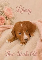 Liberty, a female Miniature Goldendoodle for sale in Huntsville, AL – 1 of 4