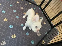 Charlie, a male French Bulldog for sale in Phoenix, AZ – 5 of 7