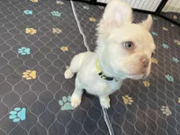 Charlie, a male French Bulldog for sale in Phoenix, AZ – 3 of 7