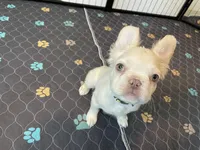 Charlie, a male French Bulldog for sale in Phoenix, AZ – 2 of 7