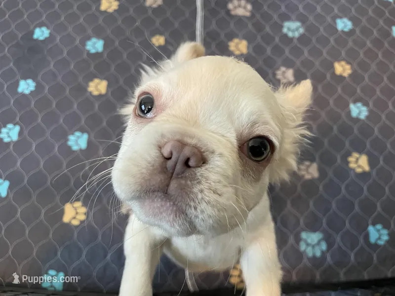 Charlie – French Bulldog puppy for sale in Phoenix, AZ