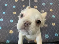 Charlie, a male French Bulldog for sale in Phoenix, AZ – 1 of 7