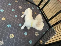 Charlie, a male French Bulldog for sale in Phoenix, AZ – 7 of 7
