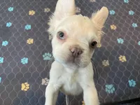 Charlie, a male French Bulldog for sale in Phoenix, AZ – 6 of 7