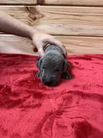 Black AKC, a male Weimaraner for sale in Earlville, NY – 5 of 7