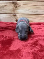 Red AKC, a male Weimaraner for sale in Earlville, NY – 5 of 7