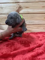 Lime Green AKC, a male Weimaraner for sale in Earlville, NY – 4 of 8