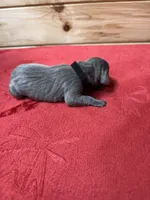 Black, a male Weimaraner for sale in Earlville, NY – 2 of 2