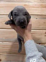 Lime Green AKC, a male Weimaraner for sale in Earlville, NY – 8 of 8