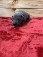 Blue AKC, a male Weimaraner for sale in Earlville, NY – 5 of 8