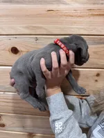 Red AKC, a male Weimaraner for sale in Earlville, NY – 7 of 7