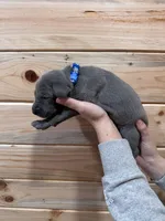 Blue AKC, a male Weimaraner for sale in Earlville, NY – 8 of 8