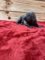 Lime Green AKC, a male Weimaraner for sale in Earlville, NY – 5 of 8