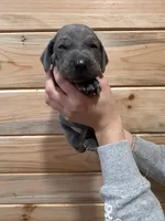Hot Pink AKC, a female Weimaraner for sale in Earlville, NY – 7 of 7