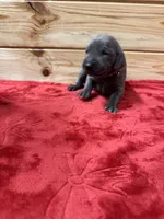 Green AKC, a male Weimaraner for sale in Earlville, NY – 5 of 8