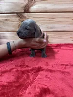 Light Pink AKC, a female Weimaraner for sale in Earlville, NY – 5 of 8
