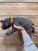 Orange AKC, a male Weimaraner for sale in Earlville, NY – 8 of 8