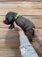 Lime Green AKC, a male Weimaraner for sale in Earlville, NY – 7 of 8