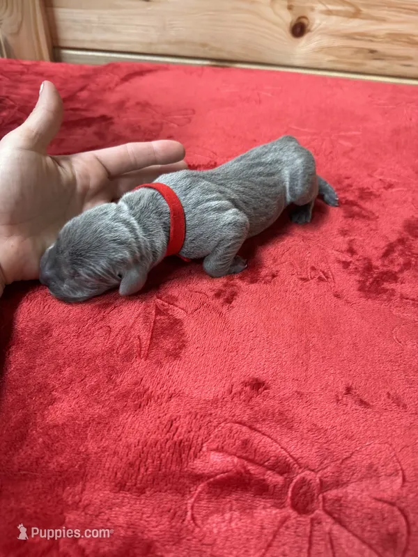 Red, a male Weimaraner for sale in Earlville, NY – 1 of 2