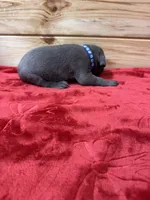 Blue AKC, a male Weimaraner for sale in Earlville, NY – 4 of 8