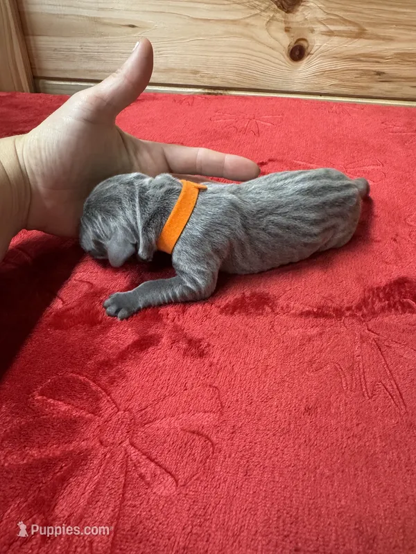 Orange, a male Weimaraner for sale in Earlville, NY – 1 of 2