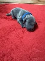 Blue, a male Weimaraner for sale in Earlville, NY – 1 of 2