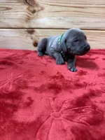 Green AKC, a male Weimaraner for sale in Earlville, NY – 4 of 8