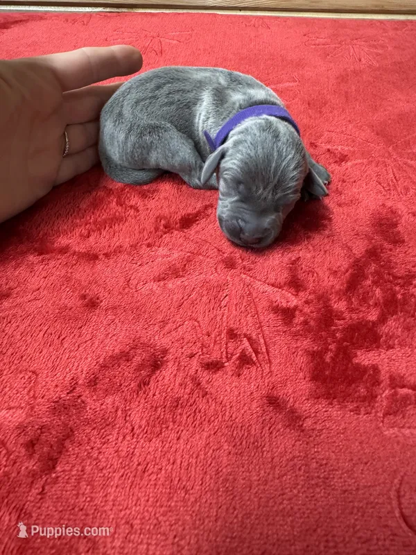 Purple, a female Weimaraner for sale in Earlville, NY – 1 of 2