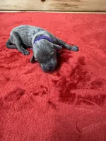 Purple, a female Weimaraner for sale in Earlville, NY – 2 of 2