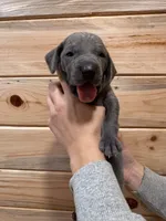 Light Pink AKC, a female Weimaraner for sale in Earlville, NY – 6 of 8